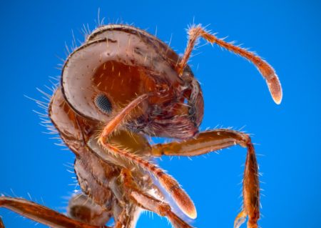 Fire Ants live up to their name by invading PC and eating thermal paste, raising system temps