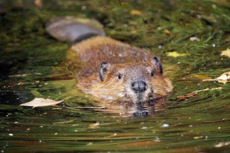 Canada : Beaver provoque une gigantesque panne d'Internet