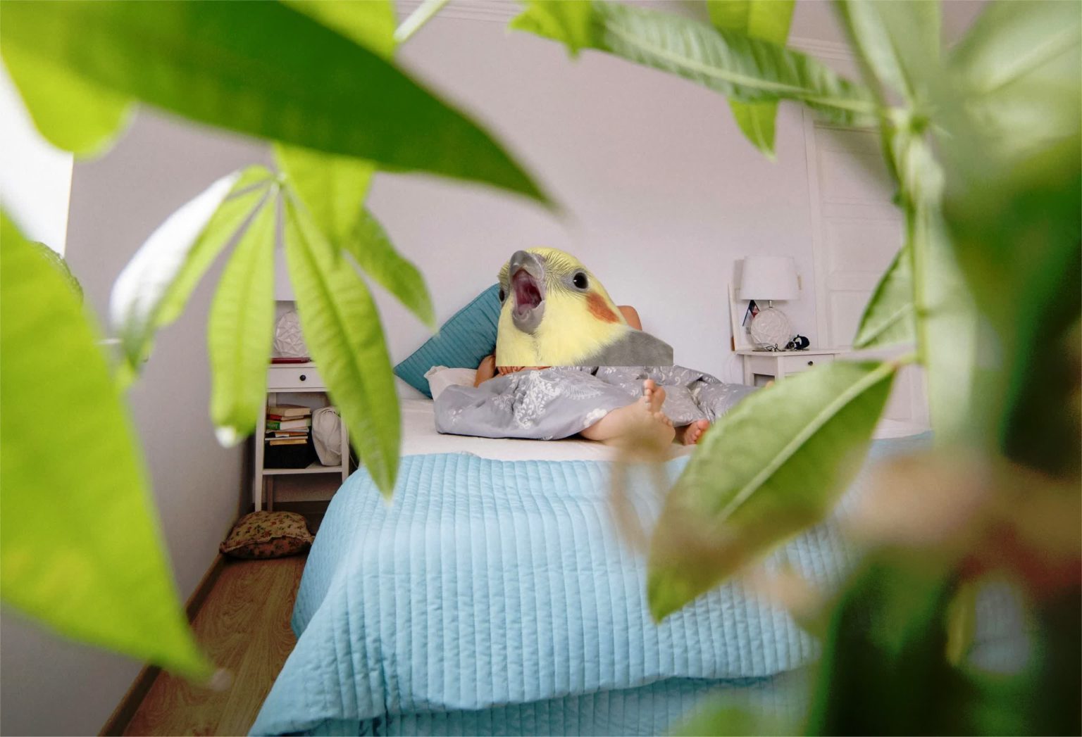 Airbnb bans indoor security cameras from rentals