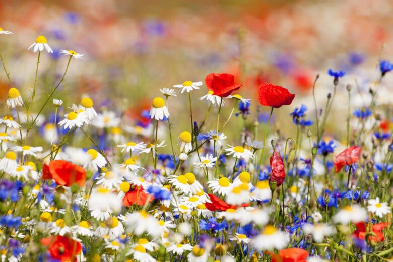 Printemps photographie conseils pour clichés parfaits nature fleurs