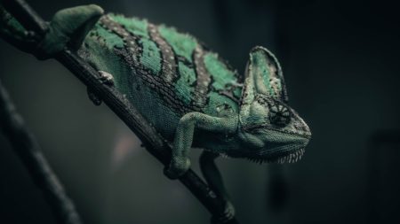 virus bancaire caméléon