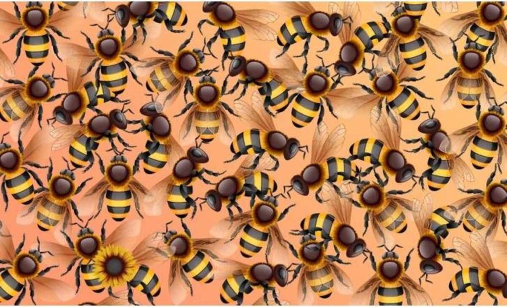 Repérer le tournesol caché parmi les abeilles test